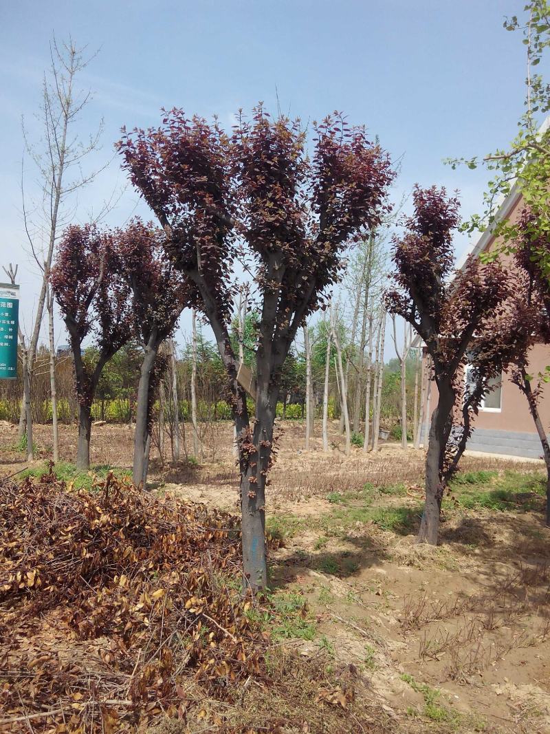 河南鄢陵红叶李生产基地