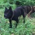 四川川东猎犬牧羊犬川东猎犬杜高马犬