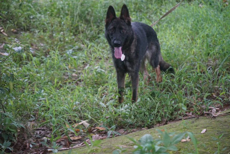 四川川东猎犬牧羊犬川东猎犬杜高马犬