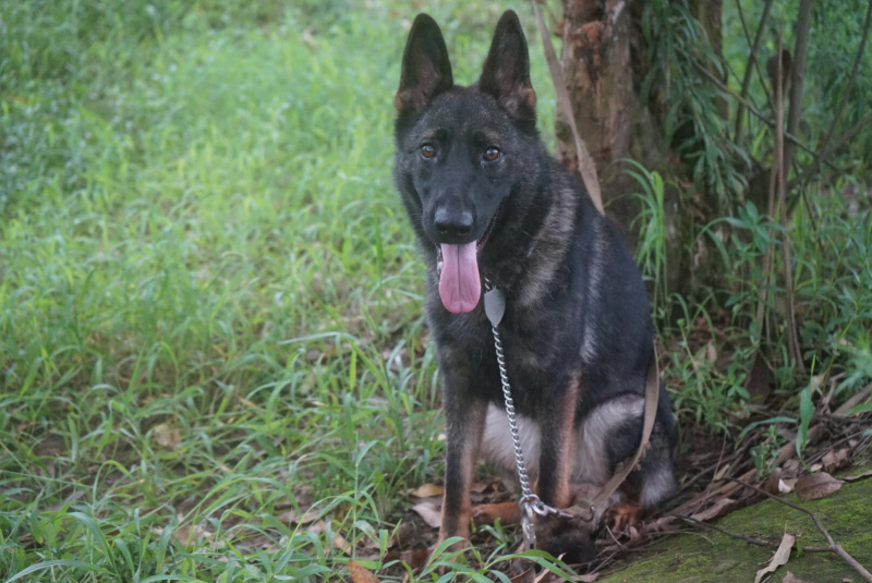 四川川东猎犬牧羊犬川东猎犬杜高马犬