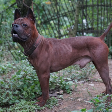 四川川东猎犬牧羊犬川东猎犬杜高马犬