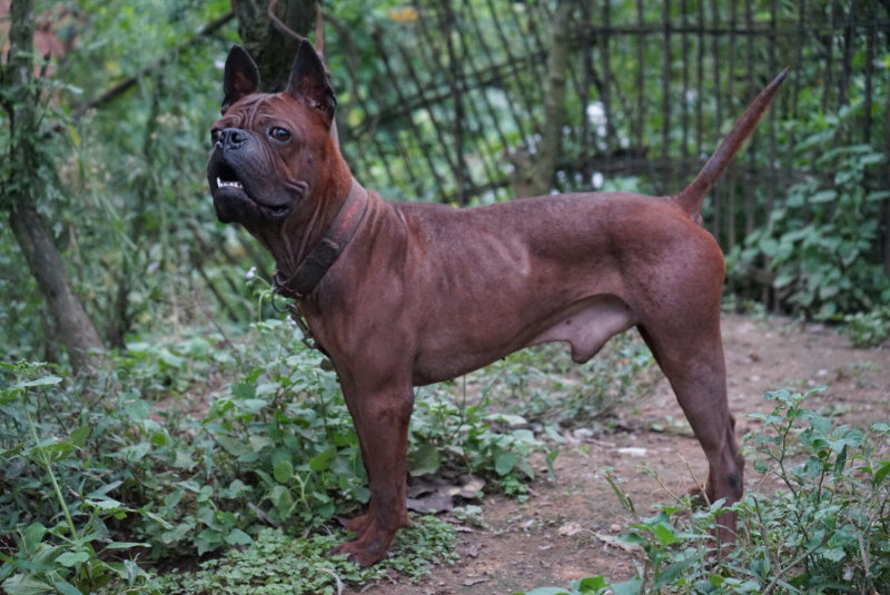 四川川东猎犬牧羊犬川东猎犬杜高马犬