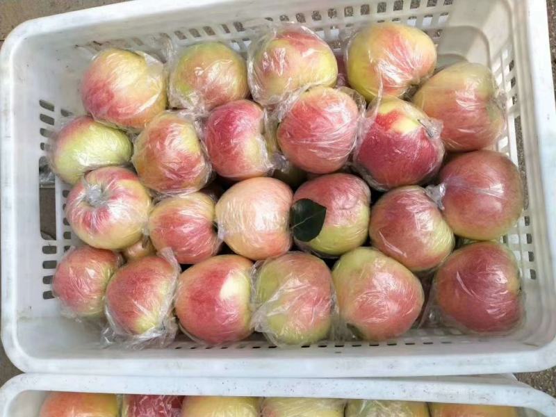 美八结束红露苹果大量可承接社区团购超市市场档口电商平台等