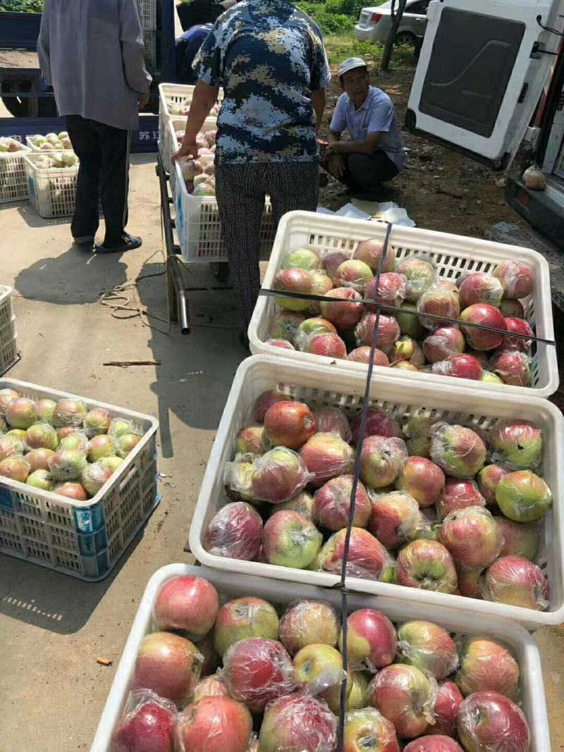 美八结束红露苹果大量可承接社区团购超市市场档口电商平台等