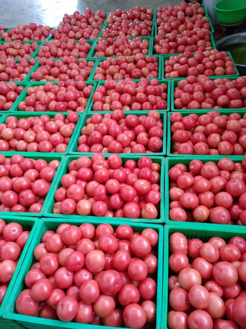 吉佳德贝利西红柿