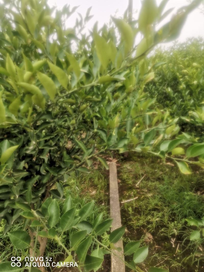 明曰见柑桔苗，明日见口感好，糖度高