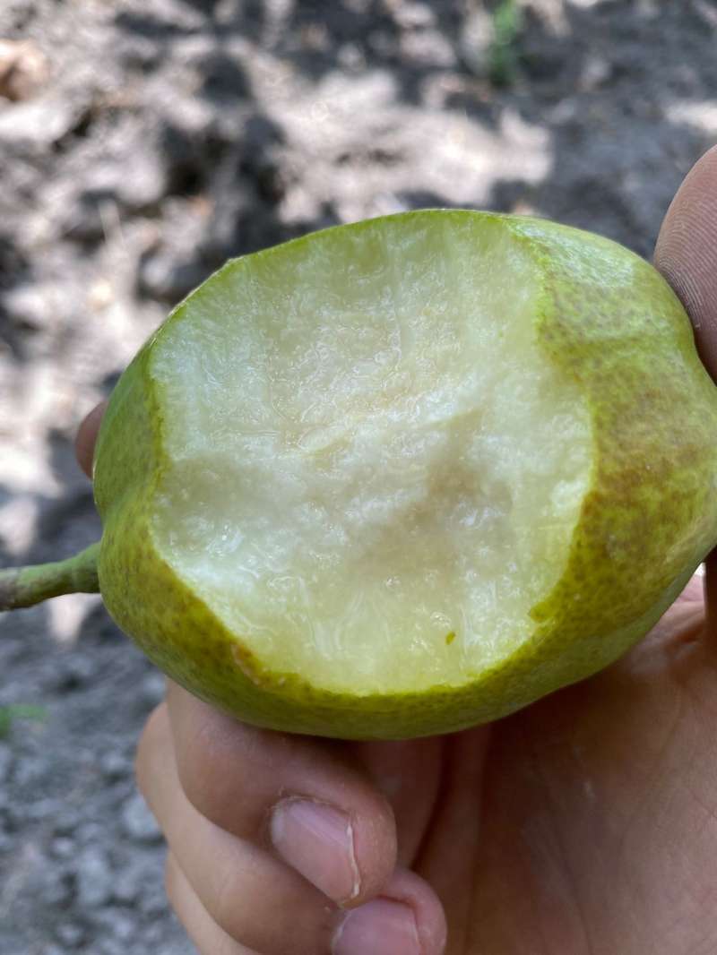 新疆库尔勒香梨，产地直销，皮薄质脆，肉质细嫩，多汁味甜