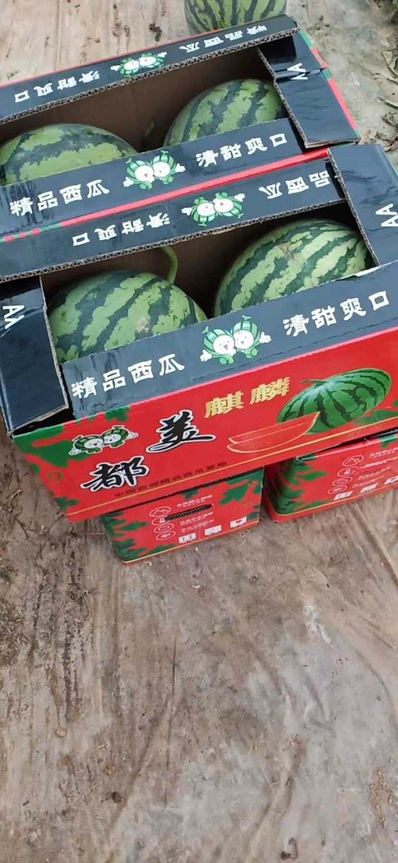 陕甘宁无籽美都基地直供一手货源欢迎砸单