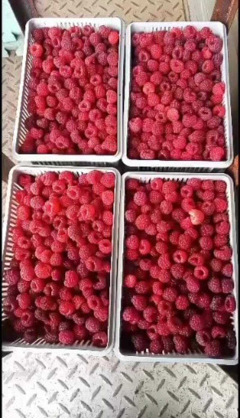 出售树莓苗，红树莓苗，双季树莓苗，红树莓苗