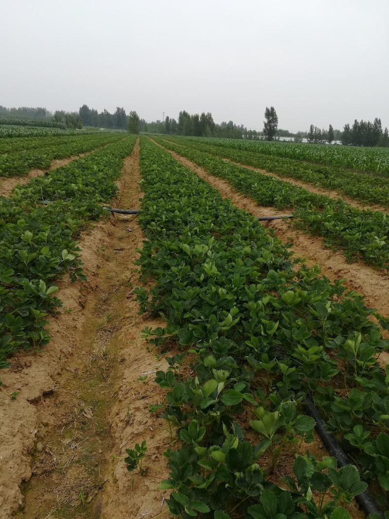 【脱毒草莓苗】隋珠香野章姬甜宝越秀妙三九香可视频基地看货