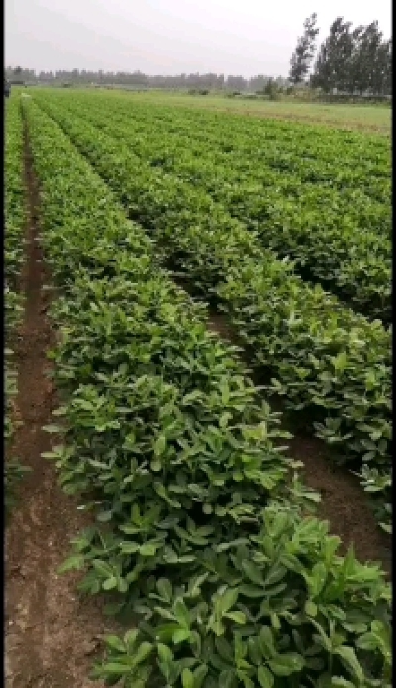 高油酸花生，中果型，口感好，油酸含量81%。