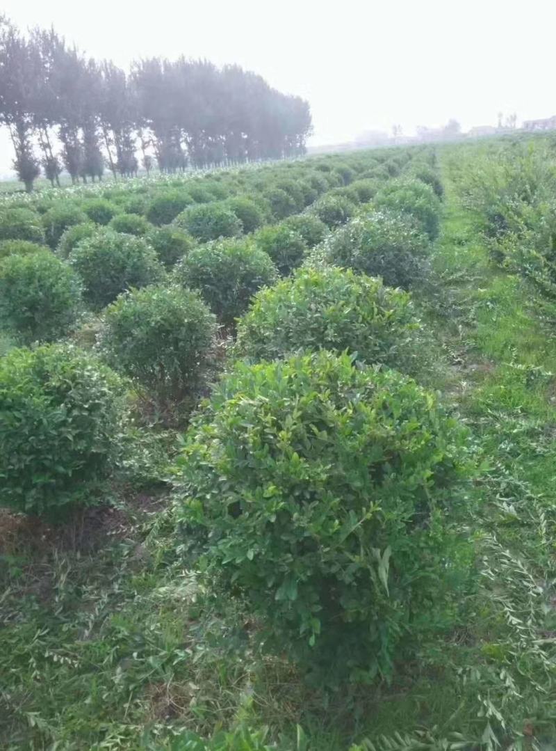 樟子松30杯子裸根杯苗供应齐全量大从优基地直供品质保证