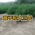 樟子松30杯子裸根杯苗供应齐全量大从优基地直供品质保证