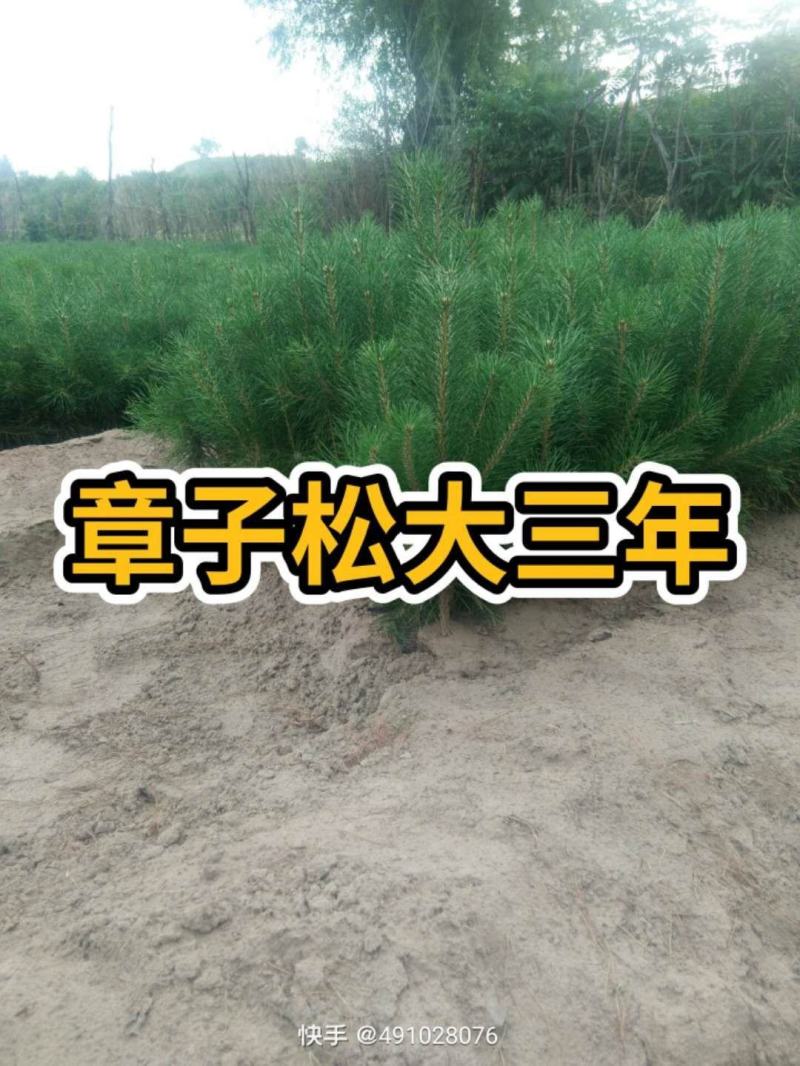 樟子松30杯子裸根杯苗供应齐全量大从优基地直供品质保证