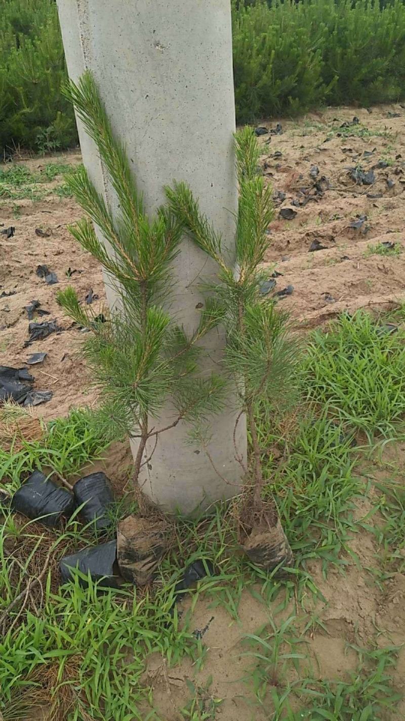 樟子松30杯子裸根杯苗供应齐全量大从优基地直供品质保证
