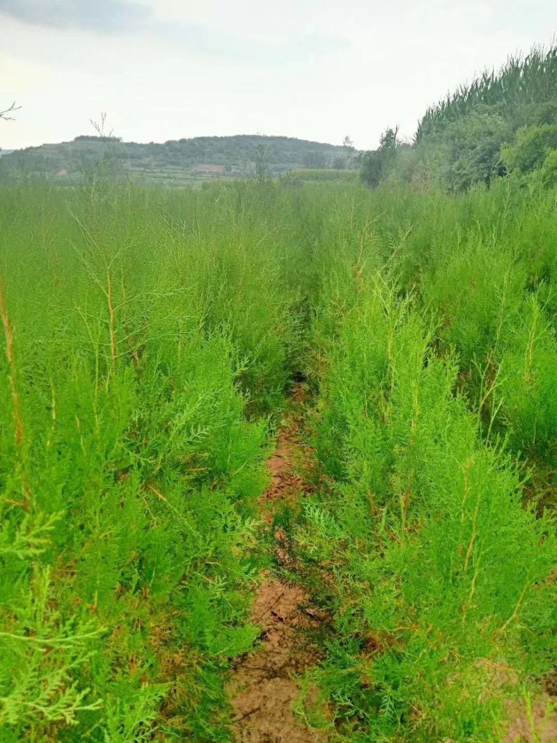 樟子松30杯子裸根杯苗供应齐全量大从优基地直供品质保证