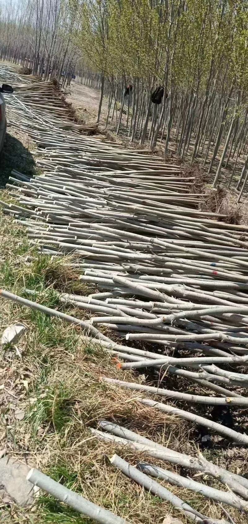 樟子松30杯子裸根杯苗供应齐全量大从优基地直供品质保证