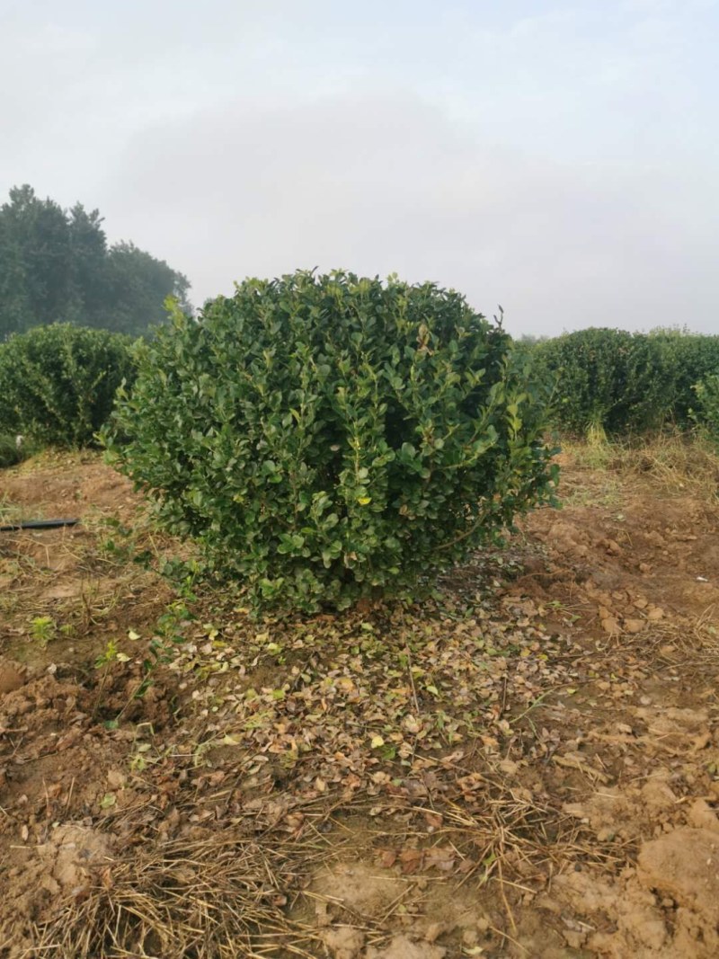 卫矛150-180公分卫矛球基地批量低价处理净球毛球