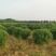 卫矛150-180公分卫矛球基地批量低价处理净球毛球