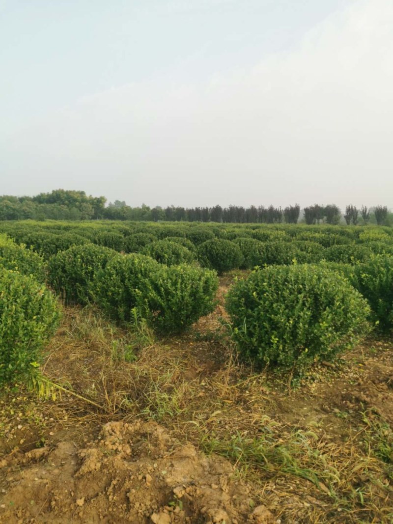 卫矛150-180公分卫矛球基地批量低价处理净球毛球