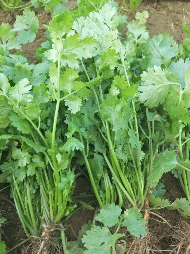 畅销安瑟米澳洲波尔耐热香菜种子耐抽苔耐干旱产量高生长迅速