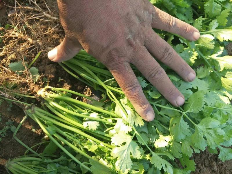 畅销安瑟米澳洲波尔耐热香菜种子耐抽苔耐干旱产量高生长迅速