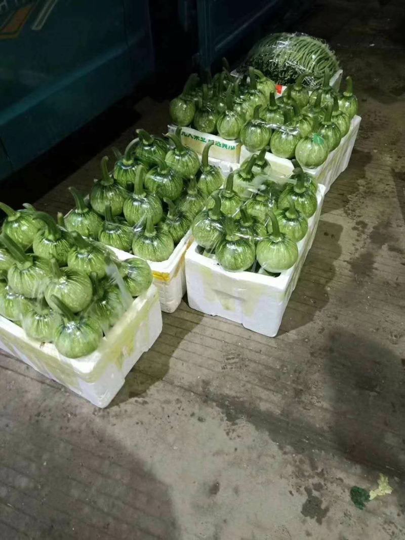 CM219吊蔓嫩食南瓜种子座果稳膨瓜快光泽度高