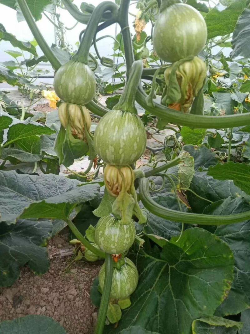 CM219吊蔓嫩食南瓜种子座果稳膨瓜快光泽度高
