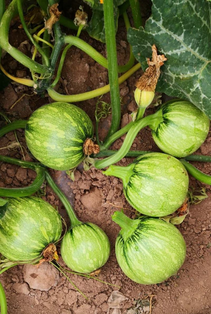 CM219吊蔓嫩食南瓜种子座果稳膨瓜快光泽度高