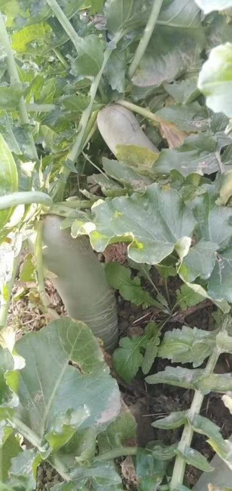 【优质】早春耐热耐抽水果萝卜口感爽脆不倒瓤青皮青肉