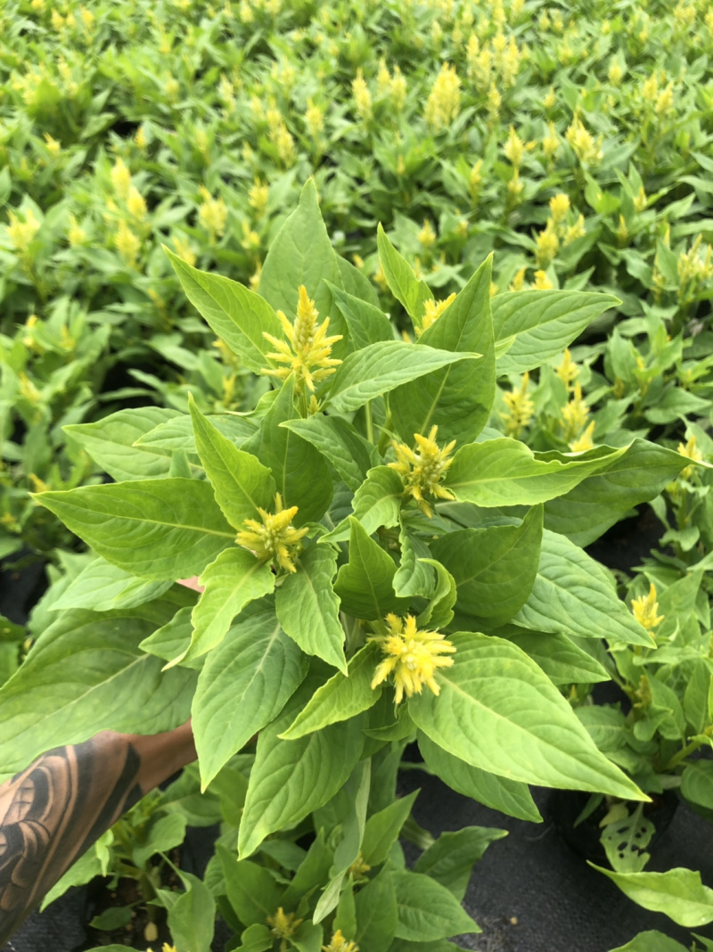 大量泥碳土时花现货供应