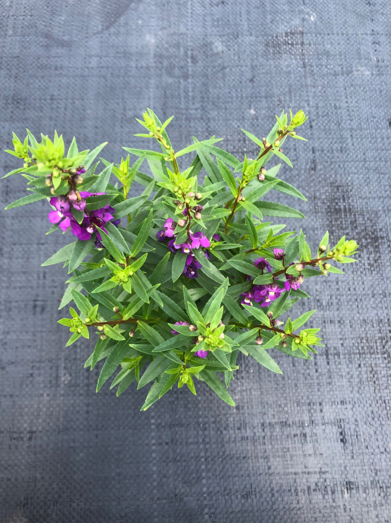 大量泥碳土时花现货供应