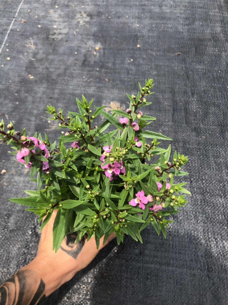 大量泥碳土时花现货供应