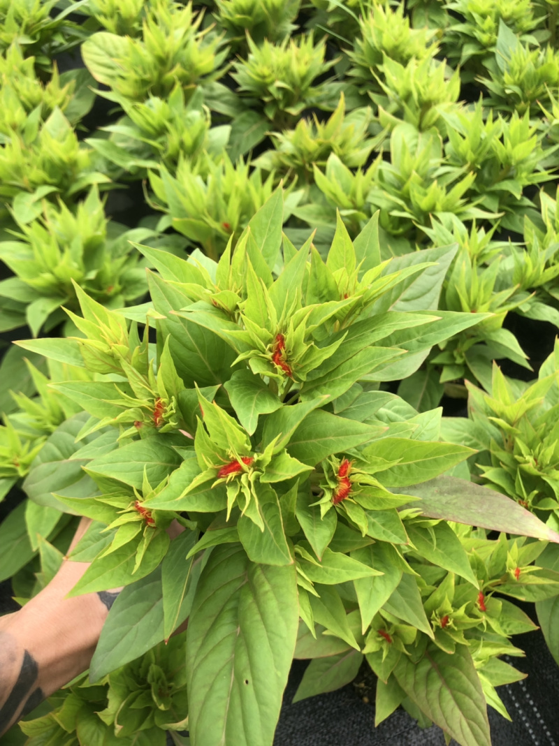 大量泥碳土时花现货供应