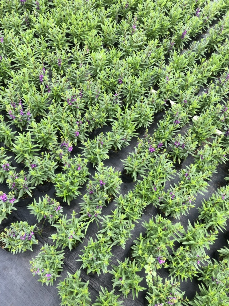 大量泥碳土时花现货供应