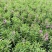 大量泥碳土时花现货供应