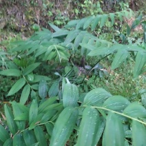 姜形黄精大苗八年以上种苗种茎，株高1米至1米5