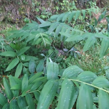 姜形黄精大苗八年以上种苗种茎，株高1米至1米5