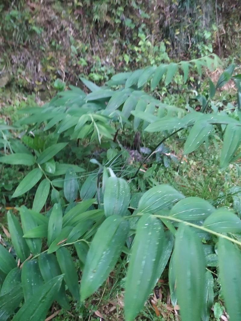 姜形黄精大苗八年以上种苗种茎，株高1米至1米5