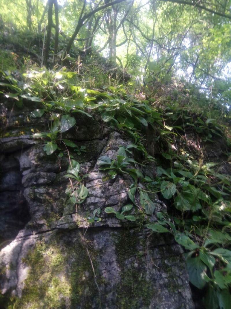 岩白菜(深山天然中药材)可作种苗