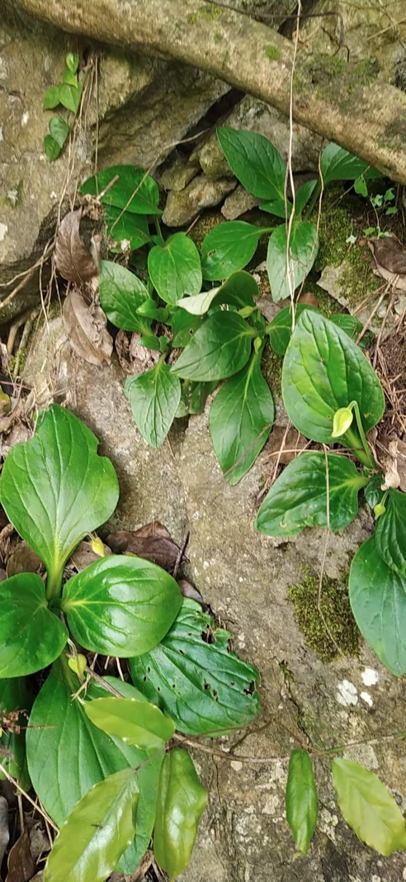 岩白菜(深山天然中药材)可作种苗
