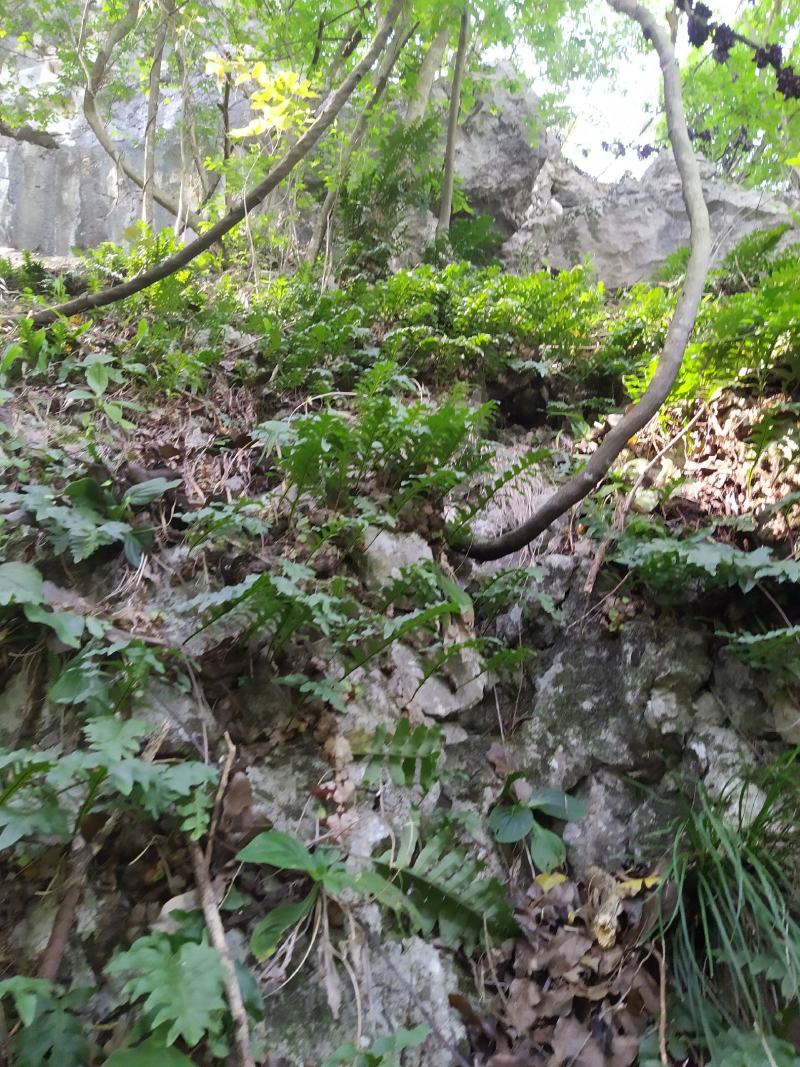 岩白菜(深山天然中药材)可作种苗