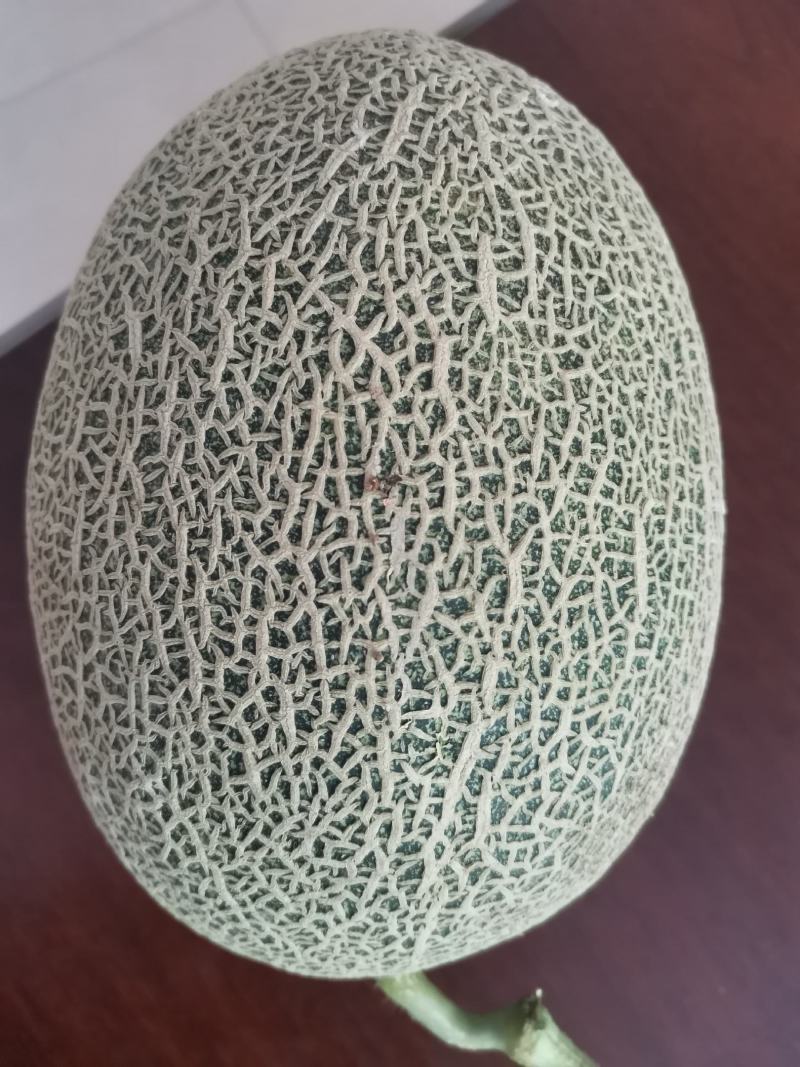 西州蜜今天开始大量上市啦！产品品质杠杠好！咸菜现摘！
