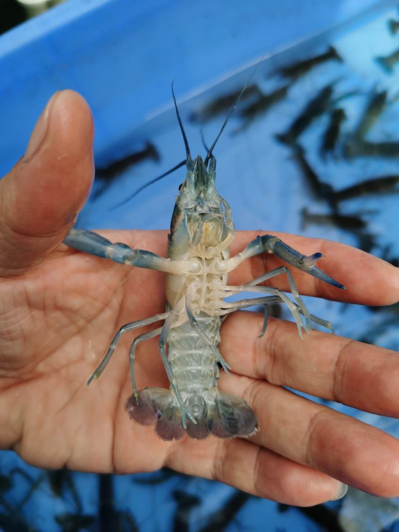 出售淡水澳州龙虾，小量出售
