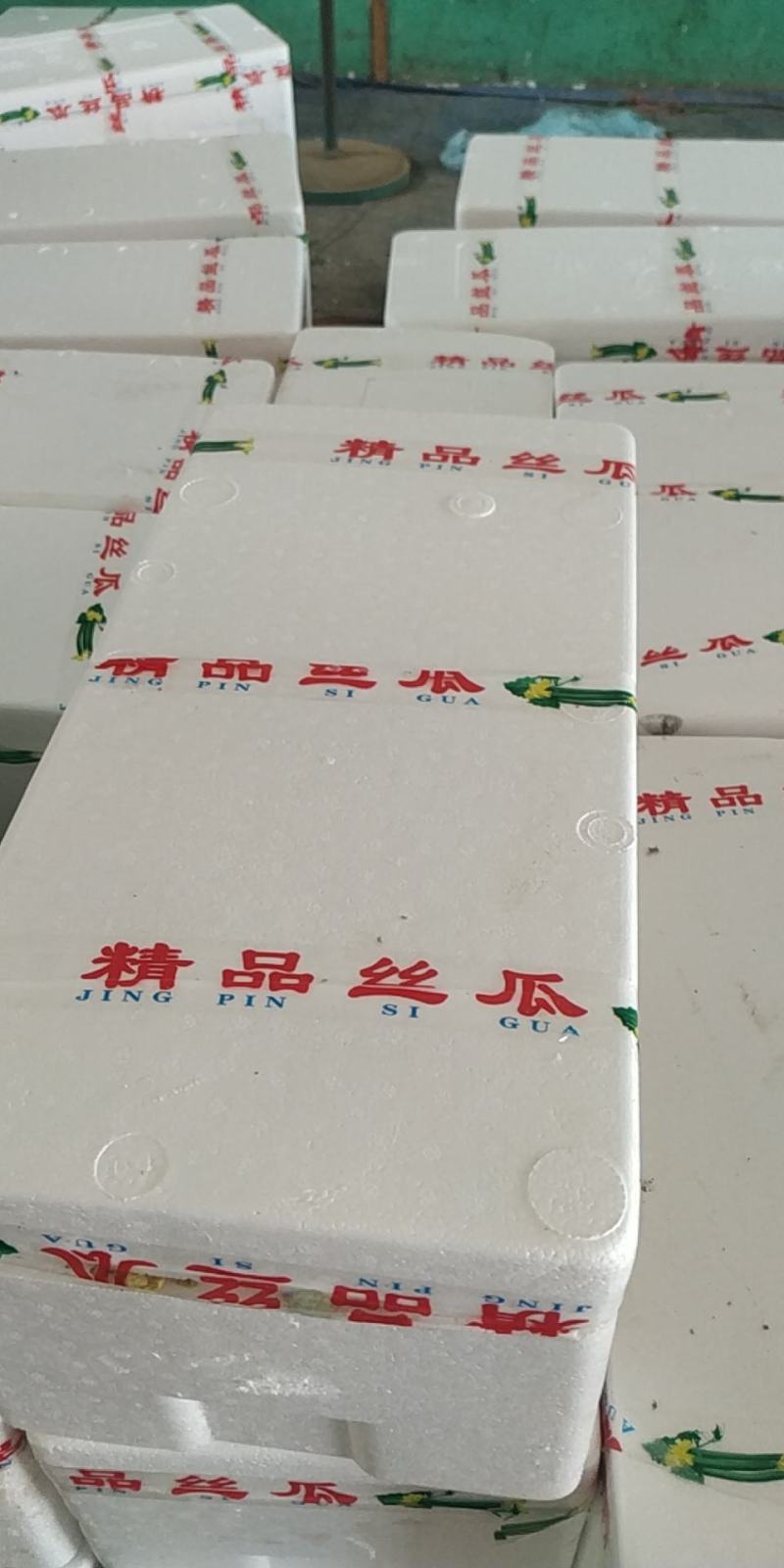山东莘县精品长丝瓜大量上市中基地直发欢迎电话咨询