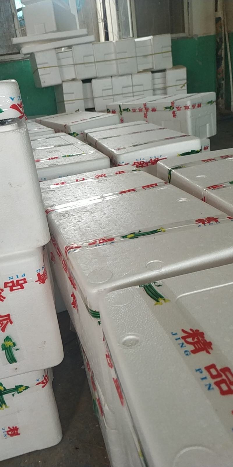 山东莘县精品长丝瓜大量上市中基地直发欢迎电话咨询
