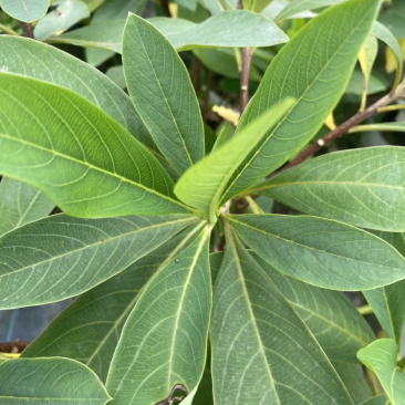 结香基地，结香花营养袋种植户，结香花哪里有