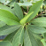 结香基地，结香花营养袋种植户，结香花哪里有
