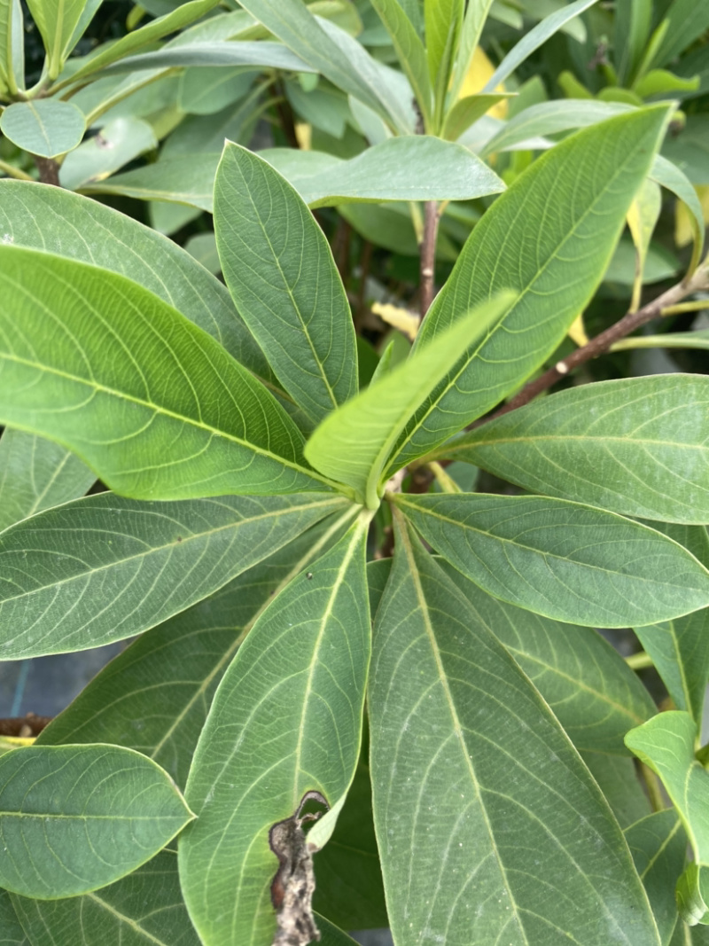 结香基地，结香花营养袋种植户，结香花哪里有