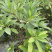 结香基地，结香花营养袋种植户，结香花哪里有